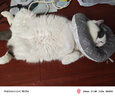 陪伴岁月猫罐头375g猫罐头猫咪湿粮营养宠物零食大容量 牛肉375g*6罐 实拍图