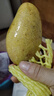 田良季广西金煌芒果特大芒大青玉水仙新鲜芒果凯特生鲜水果送礼品物盒 净重3斤装【尝鲜】 甄选特级果【单果600g+】 实拍图