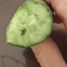 【超市品质】山东新鲜水果黄瓜嫩青瓜生吃蘸酱生鲜蔬菜减肥搭配 水果黄瓜 200g 试吃 实拍图