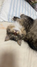 医仕高猫咪骨骼宝折耳猫软骨素宠物关节硫酸氨糖鲨鱼软骨素修复润滑关节 [折耳猫呵护]猫骨骼宝+送化毛膏 实拍图