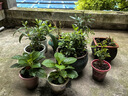 种花迷君子兰盆栽老苗带花苞四季好养多肉花卉绿植物室内圆头和尚大小苗 带土包成活特级大将军10-12片 不含盆 实拍图