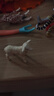 思乐（Schleich S）新年礼物仿真农场家禽动物模型羊驼猪兔羊驴猪火鸡男女孩儿童玩具 小羊13883 实拍图
