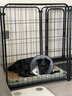 licheers猫狗窝凉席小型犬宠物猫咪睡垫夏季床垫泰迪中大型犬狗垫子 L号 实拍图