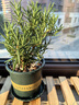 驱蚊植物吃蚊子驱虫草迷迭香猪笼草植物盆栽花卉防蚊绿植香草 迷迭香+加仑盆送底托 实拍图