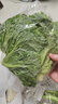 散叶生菜约400g 实拍图