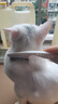 憨憨乐园 狗梳子除蚤猫梳子猫咪刷子脱毛梳狗毛刷宠物梳毛器跳蚤梳白色 实拍图