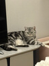 NOW FRESH进口无谷成猫粮 优质蛋白呵护泌尿全猫通用 8磅/3.63kg 效期25.10 实拍图