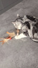 瓜洲牧猫玩具弹力球羽毛逗猫棒自嗨解闷神器网红款猫咪追赶互动宠物用品 羽毛弹力球【运动款】三个装 实拍图