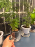 绿有意绿植盆栽多肉花卉盆栽植物室内桌面水培绿植办公室客厅植物懒人 文竹（文雅潇洒） 实拍图