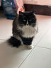 亿迪 猫粮冻干10斤成猫幼猫国产全价布偶蓝猫银渐层全阶段专用 实拍图