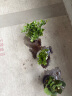 叹为观止18种吊兰任你选金边吊兰各种盆栽花卉客厅垂吊桌面植物净化空气 小盼菩提【紫砂盆+复古底座】 含盆 实拍图