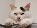 憨憨乐园 猫玩具【伸缩范围:80-95cm】逗猫棒幼猫玩具小猫逗猫球猫咪自嗨杆非神器吸盘式不倒翁弹力乒乓球 实拍图