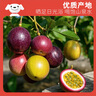 京鲜生 广西紫皮百香果 2斤装 约15-17粒 单果约70g 酸甜风味 生鲜水果 实拍图