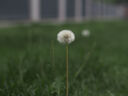 奥林巴斯（OLYMPUS）M.ZUIKO DIGITAL 45mm F1.8 定焦人像镜头 微单镜头 背景虚化 黑色 等效90mm 实拍图