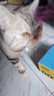 多特思（DOTUS）猫零食猫条混合口味15g*100支0添加0诱食剂成幼猫咪零食罐头湿粮 实拍图