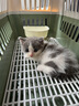 腆宠  宠物航空箱小号 猫咪航空箱猫狗 猫包猫笼外出车载猫箱狗狗托运 实拍图