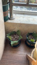 漫生活有机肥鸡粪约10斤发酵花肥绿植蔬菜花卉营养土肥料果树粪肥盆栽肥 实拍图