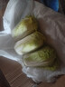 云南高原娃娃菜新鲜蔬菜生鲜乾隆白菜早餐火锅必备产地直发 浅黄色 新鲜娃娃菜3颗装*5包 实拍图