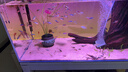 备能（BEINENG）维生素C鱼用鱼药热带冷水鱼水族VC片 实拍图
