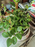 叹为观止18种吊兰任你选金边吊兰各种盆栽花卉客厅垂吊桌面植物净化空气 口红吊兰 含盆 实拍图