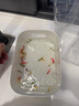CRAZY PLANT曼龙鱼活体观赏鱼活体热带好养耐活淡水冷水招财风水水族小金鱼苗 【比赛级双色】黄蓝曼龙 4+2 实拍图