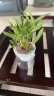 劉閣蘭花七彩香水石斛兰花冬带花苞好养绿植浓香型石斛花卉盆栽绿植驱蚊 10苗连体七彩石斛当年开花配水培盆 实拍图