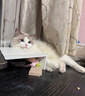涴喵 布偶猫活体幼猫宠物猫咪活体海双蓝双山猫布偶蓝眼睛长毛仙女猫 宠物级 海双布偶猫 实拍图