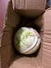 新鲜甘蓝包菜卷心菜新鲜嫩绿莲花白现摘现发到京东来买菜 新鲜包菜 1斤 人工挑拣 实拍图