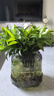初卓创意玻璃花瓶水培鲜花仿真花餐桌摆件 他山之石灰色小号高16cm 实拍图
