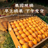 译蒙之味【顺丰速运】四川攀枝花米易甜枇杷新鲜水果当季孕妇大五星甜琵琶 净重5斤果王【单果40g-60g】彩箱 实拍图