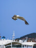 腾龙（Tamron）A074S 28-300mm F/4-7.1 Di III VC VXD防抖大变焦长焦 旅行风光 全画幅微单镜头(索尼全幅E口) 实拍图