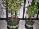 京云梦清香木盆栽胡椒木防蚊虫驱蚊草土培好养绿植室内塑料盆源头直发 实拍图