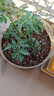 德沃多肥料16L植物营养土通用养花土种菜有机土壤绿植盆栽种植土椰糠泥炭 实拍图