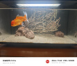 画法几何南美风枯木鱼缸造景套餐 米家智能鱼缸专用仿真枯木丛林  实拍图