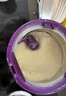 a2至初4段奶粉儿童配方调制乳粉3-6岁850g*6罐四段儿童奶粉乳铁蛋白 实拍图