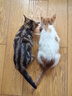 皇家幼猫奶糕猫粮  离乳期孕猫BK34 通用粮 增强免疫亲肠胃助消化 【1-4月与孕期】BK34礼盒1595g 实拍图
