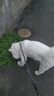 麦德氏小分子犬鲨鱼软骨素狗狗关节软骨素保护骨骼修护健骨补钙 【10倍高吸收】小分子340g 实拍图