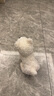 babycare&bctoys儿童毛绒玩具狗电子哈基米宠物玩偶节日生日礼物西高地犬 实拍图