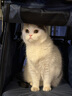 belloS2 轻便可折叠宠物推车狗狗猫咪泰迪婴手小推车儿外出宠物车狗 S2 深蓝色【四轮基本款】 实拍图