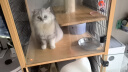 冠能猫粮成猫猫粮三文鱼味2.5kg 全价猫粮 稳固免疫 适口性强 实拍图