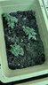 精品阳台蔬菜养花种植土通用型天然有机种菜绿植土营养土大包 30斤精选阳台种菜养花土 营养土 实拍图