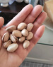 三只松鼠开心果大颗粒健康无漂白坚果干果休闲零食食品特产小吃 【量贩袋装】开心果500g*1袋 实拍图