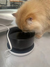JCZS德国品牌恒温猫咪饮水机自动循环加热宠物喝水器 3档定时恒温垫+350ml黑色陶瓷碗 实拍图