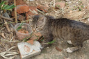 佰萃麦富迪同源猫湿粮 猫零食成猫幼猫罐头 营养慕斯罐头 混合口味(375g×24罐) 实拍图