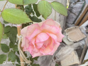 墨一藤本月季爬墙蔷薇庭院阳台开花 粉色龙沙宝石1.5-1.6M源头直发 实拍图