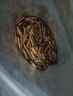 华味亨草本味瓜子500g/袋 坚果炒货葵花籽办公室休闲零食春游出游1斤装 实拍图
