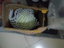 新鲜甘蓝包菜卷心菜新鲜嫩绿莲花白现摘现发到京东来买菜 新鲜包菜 1斤 人工挑拣 实拍图