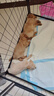 伯纳天纯狗粮经典 泰迪贵宾成犬幼犬通用犬粮1.5kg/3斤 实拍图