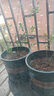 四万公里【买一送一】蓝莓树苗 薄雾 果树树苗南北方种植阳台盆栽地栽 实拍图