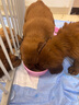 卫仕宠物亲和配方羊奶粉400g新生幼犬猫咪狗狗通用发情期术后营养补充 实拍图